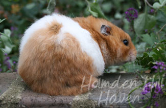 Fergie- Golden Tortoiseshell and White (Banded) Longhaired